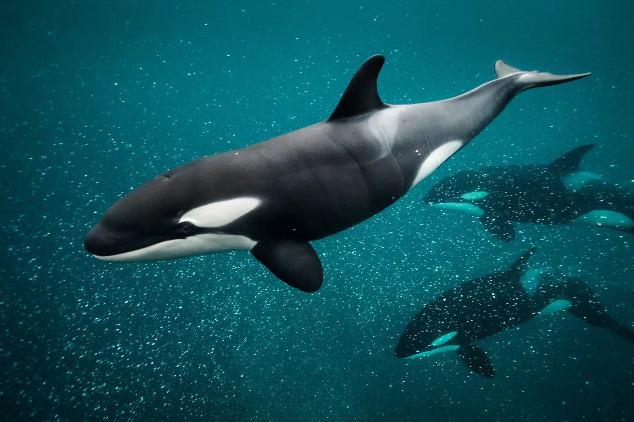Orca (Killer Whale) .jpg