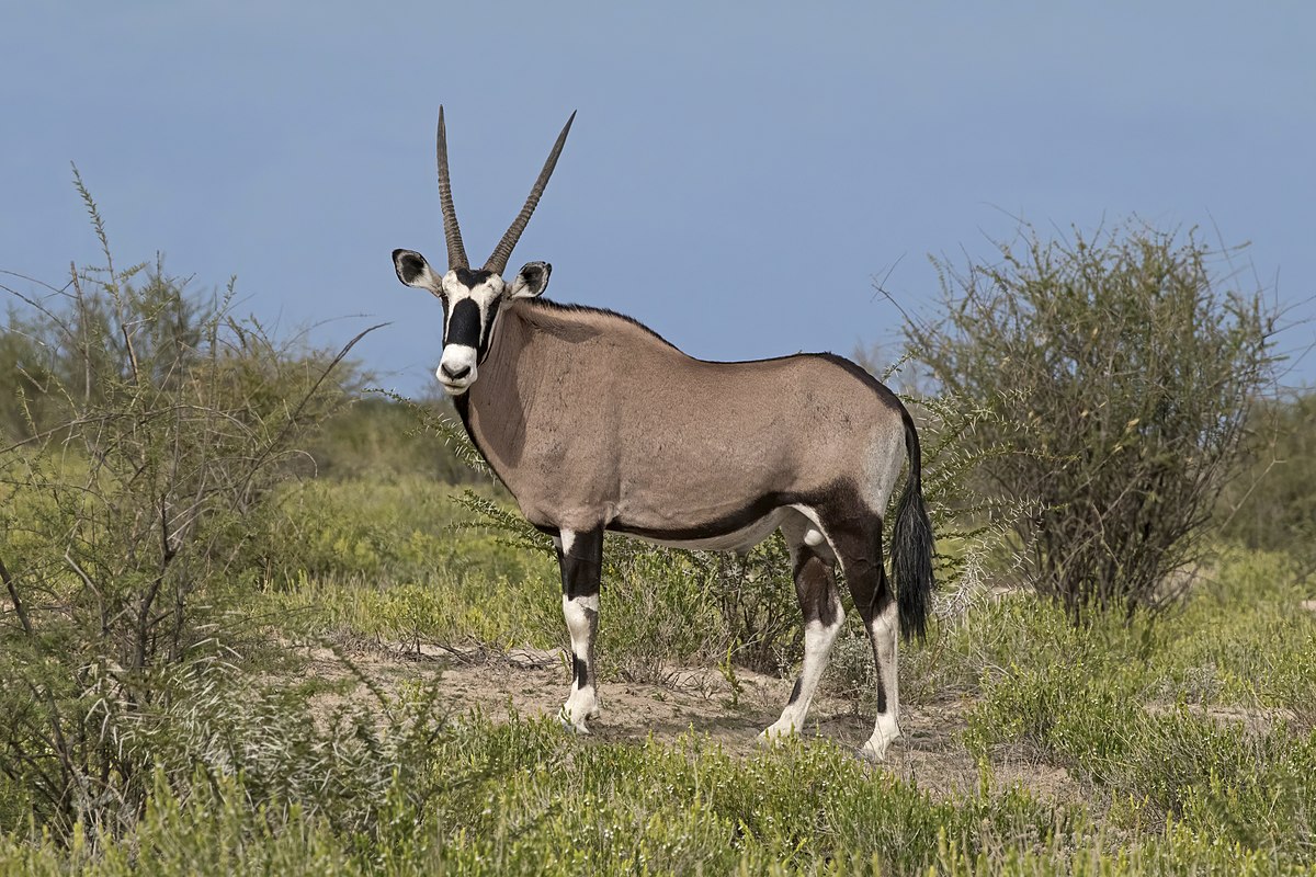 Oryx Gazella
