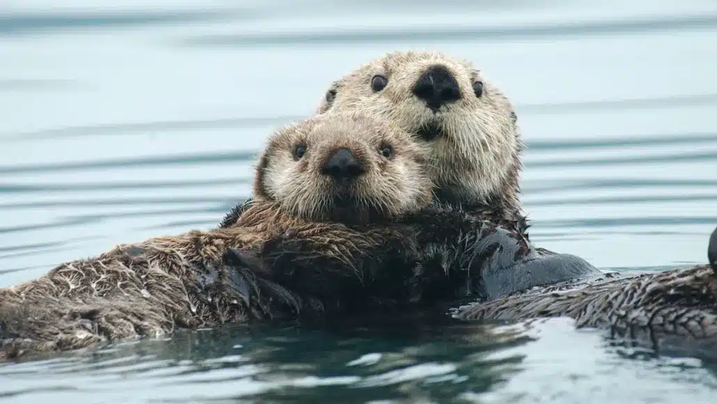 Otter .jpg