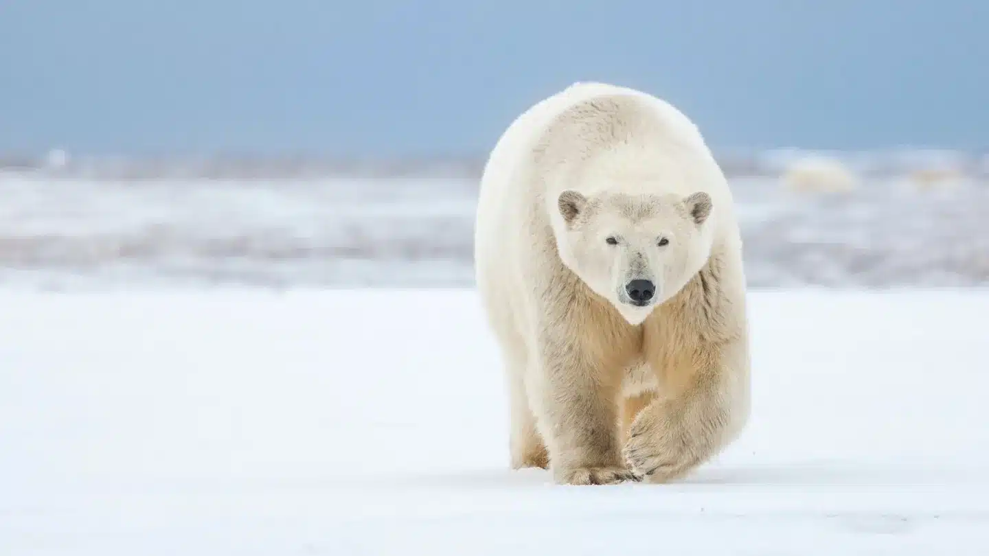 Polar Bear Attacks