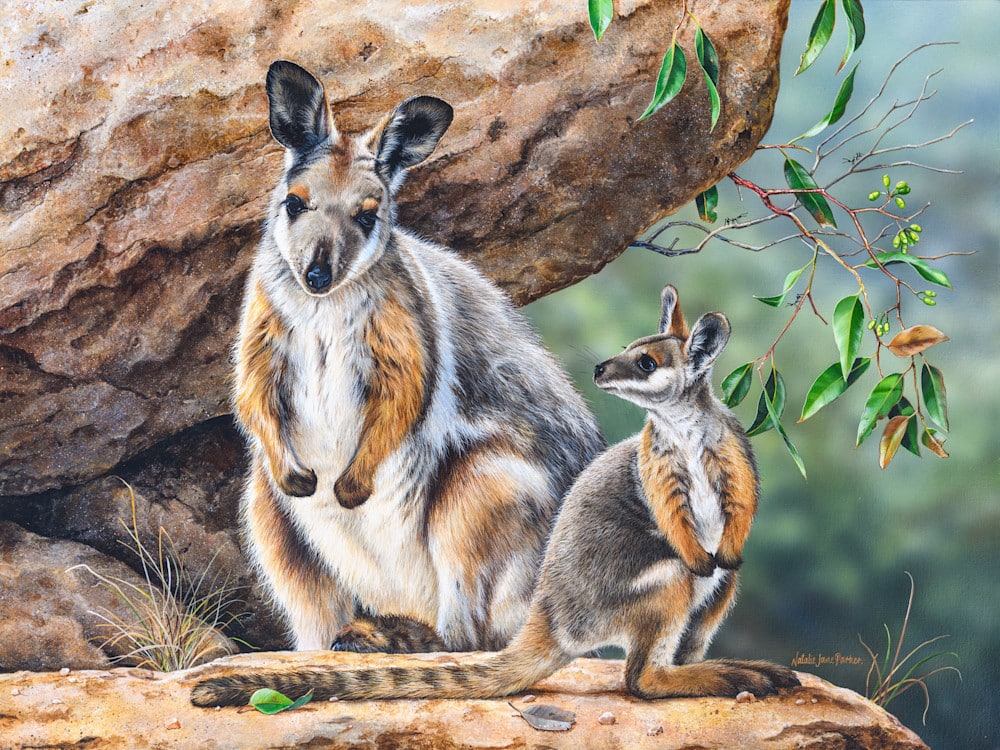 Yellow-Footed Rock Wallaby