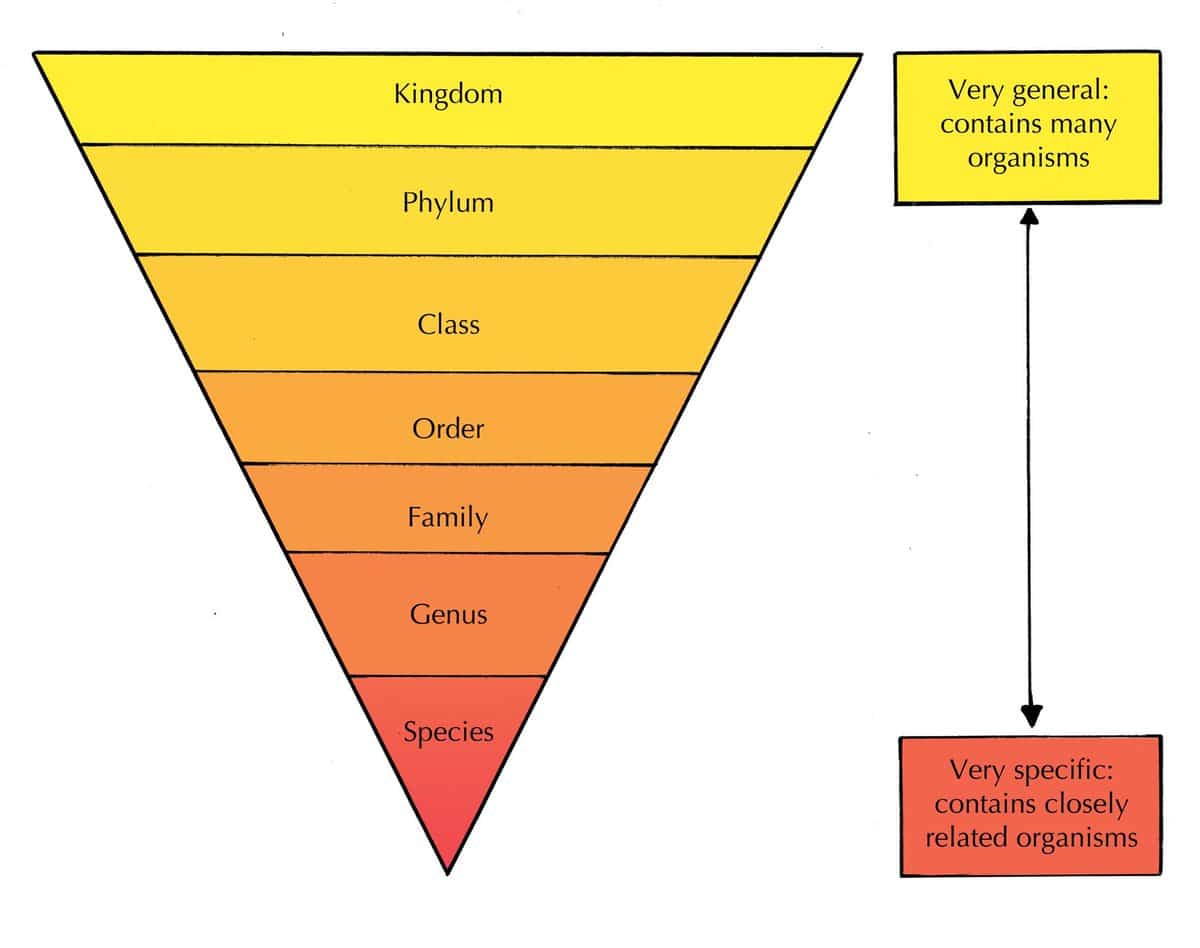 the pyramid of life showcasing unique traits that distinguish species