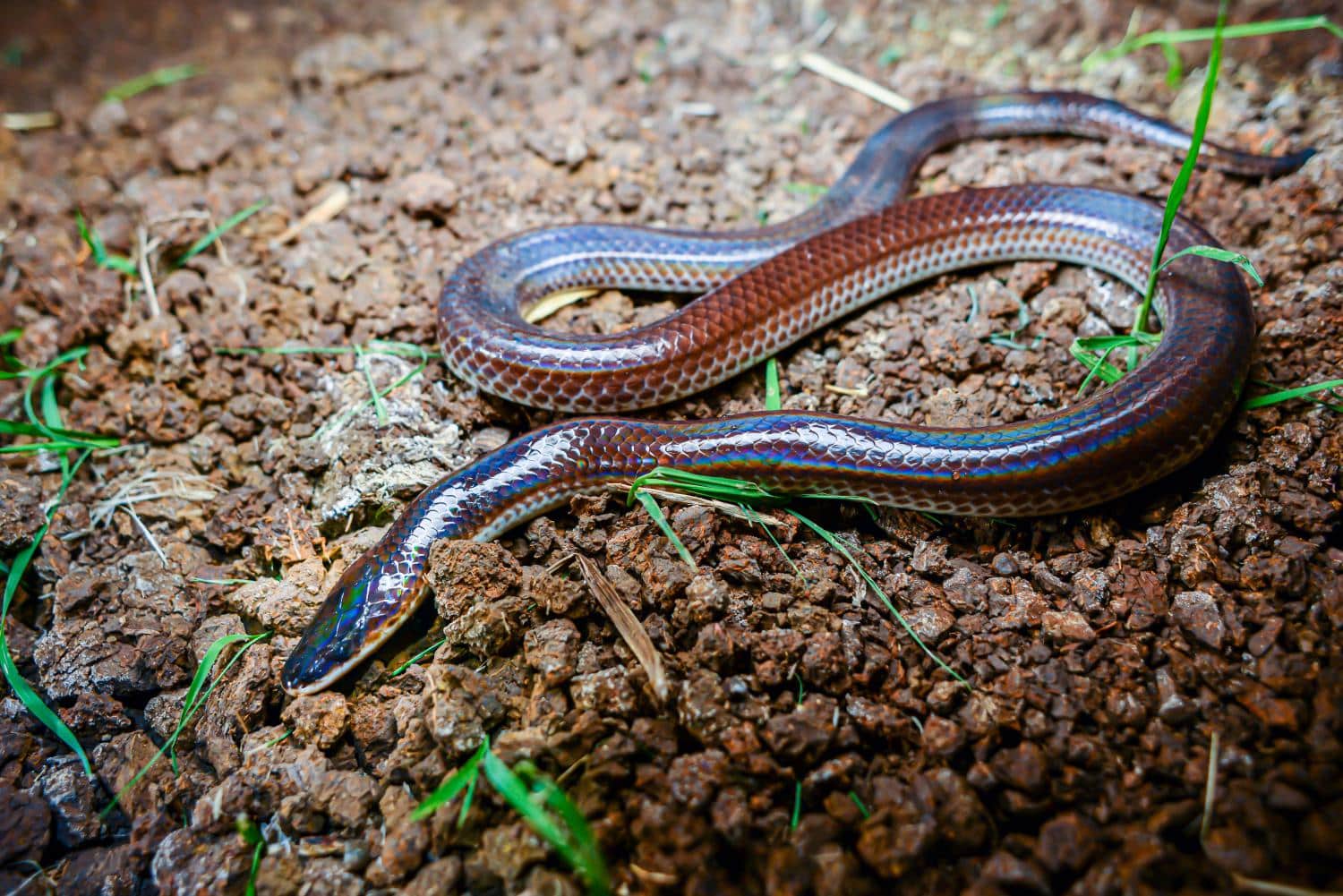 Xenopeltis Unicolor (Sunbeam Snake)