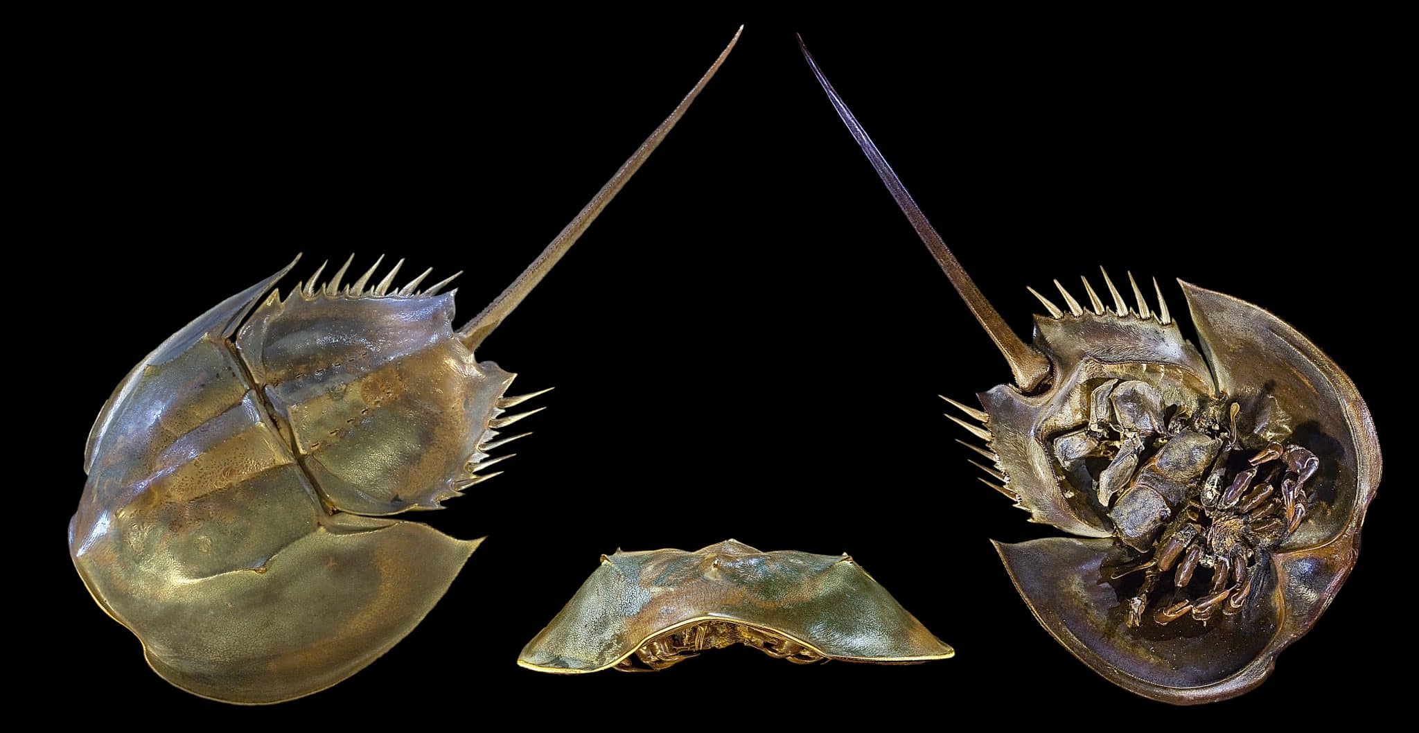 Xiphosura (Horseshoe Crabs)