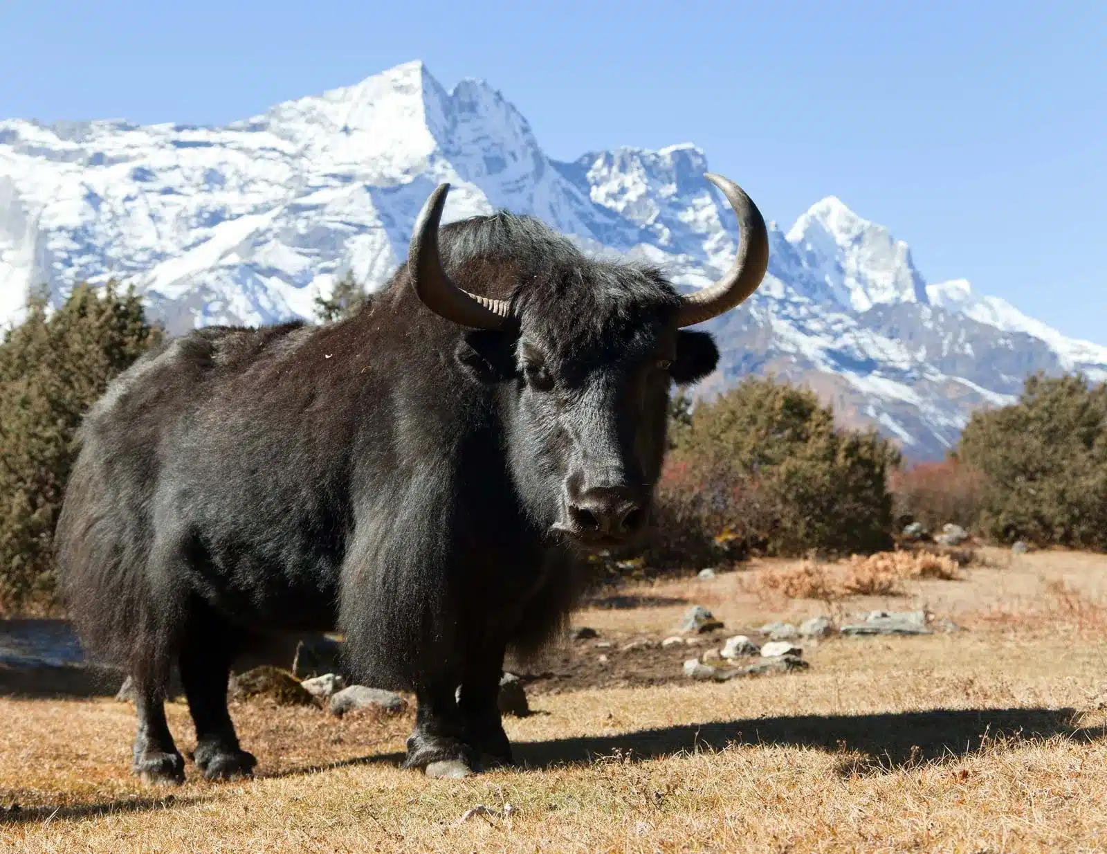 Yak-Himalayas-Nepal