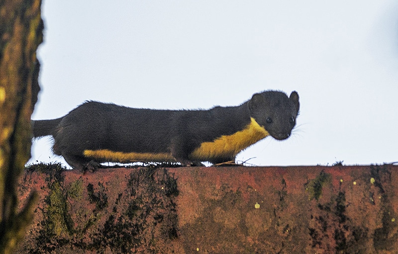 Yellow-Bellied Weasel