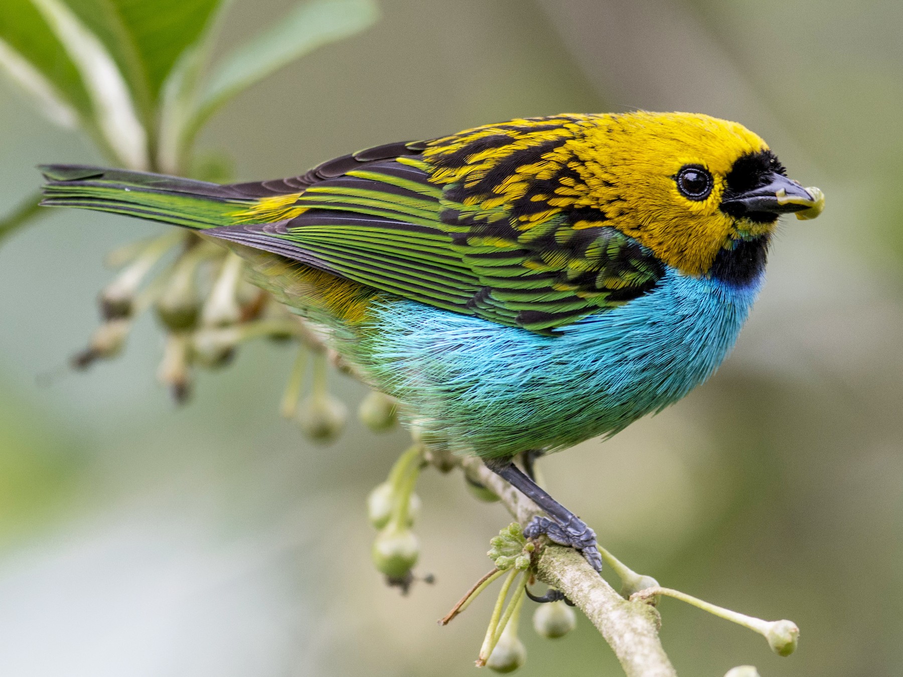 Yellowback Tanager