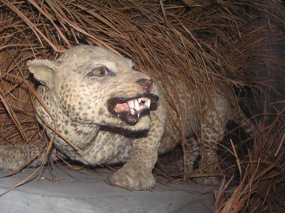 Zanzibar Leopard