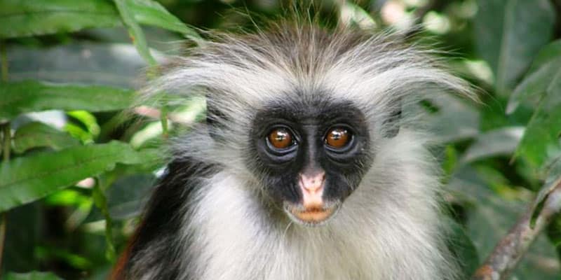 Zanzibar Red Colobus