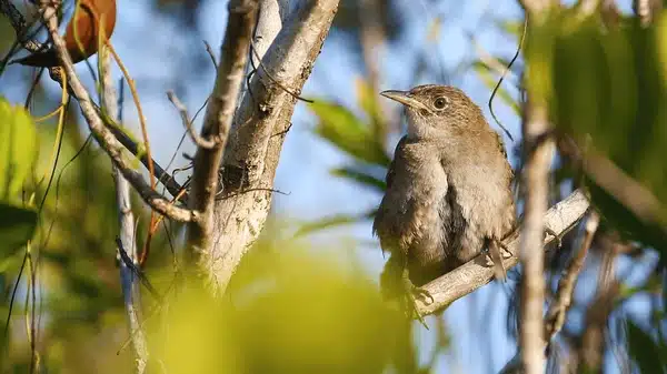 Zapata Wren .jpg