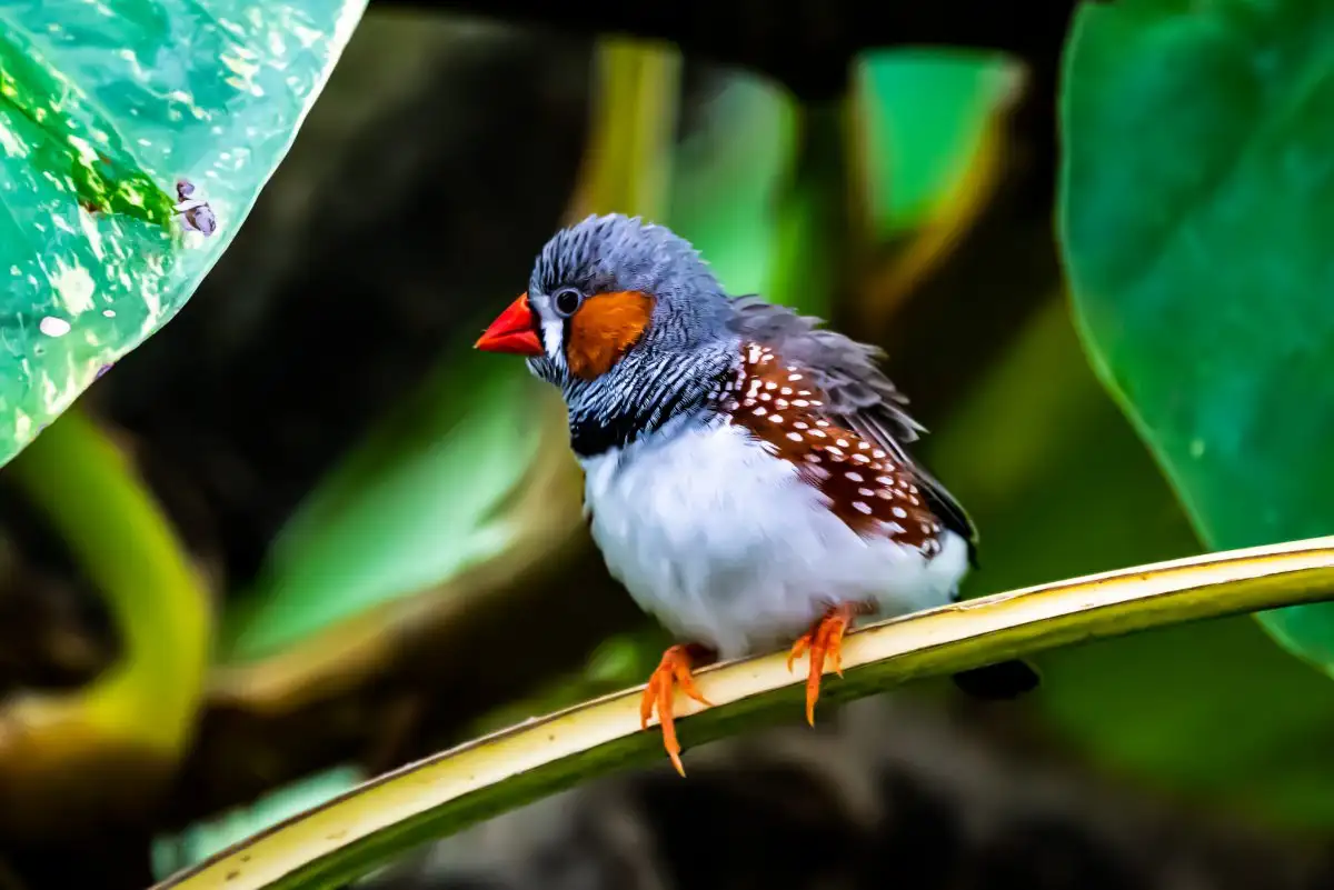 Zebra Finch .jpg