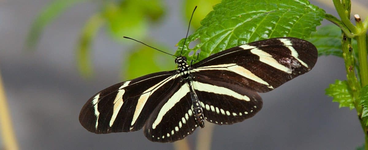 Zebra Longwing Butterfly