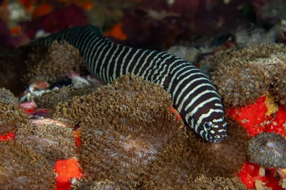 Zebra Moray Eel .jpg