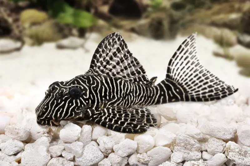 Zebra Pleco .jpeg