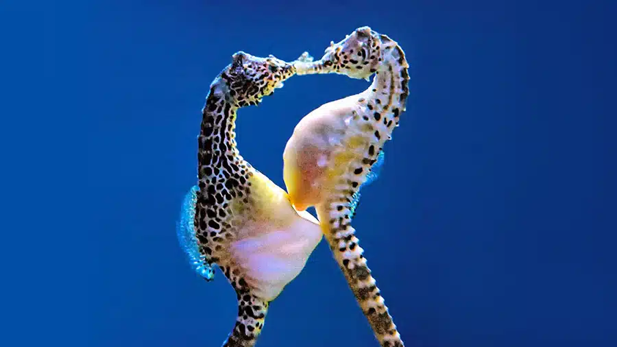 Zebra Seahorse .jpg