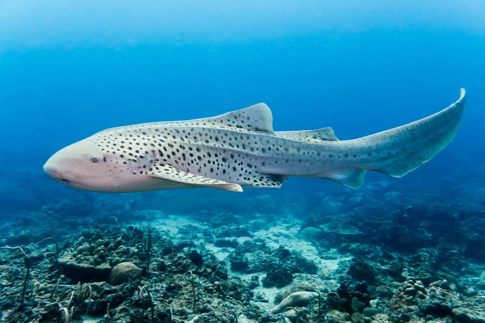 Zebra Shark .jpg