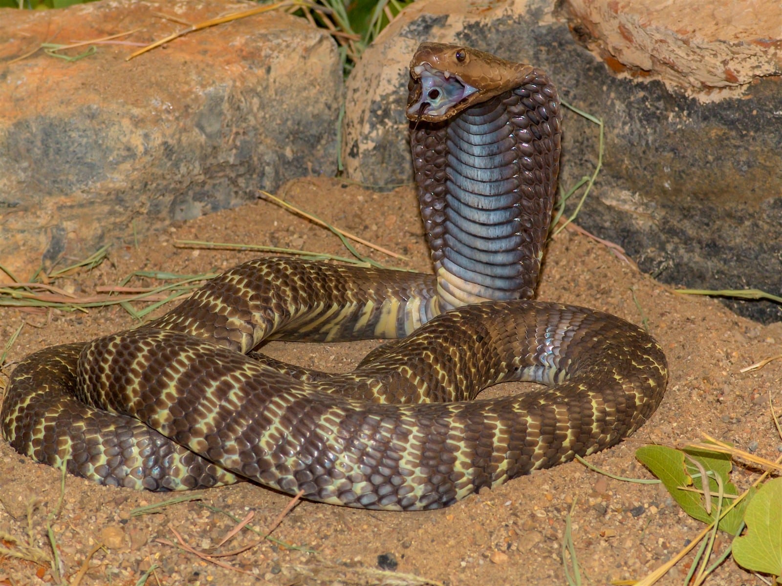 Zebra Snake