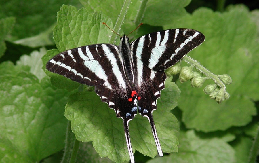 Zebra Swallowtail Butterfly