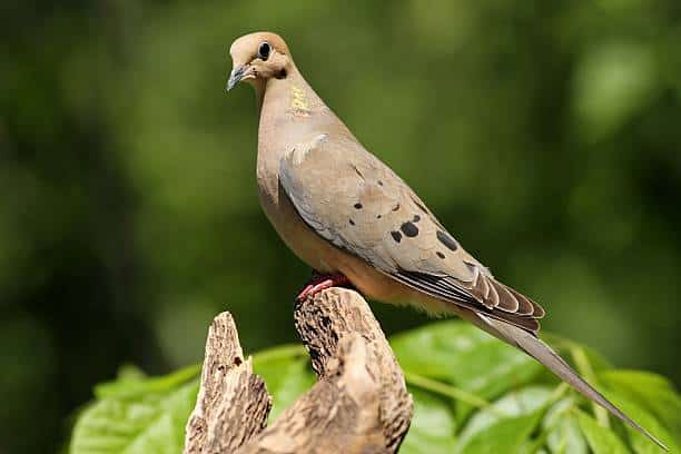 Zenaida-Dove