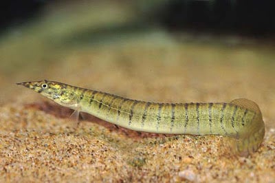 Zig Zag Eel