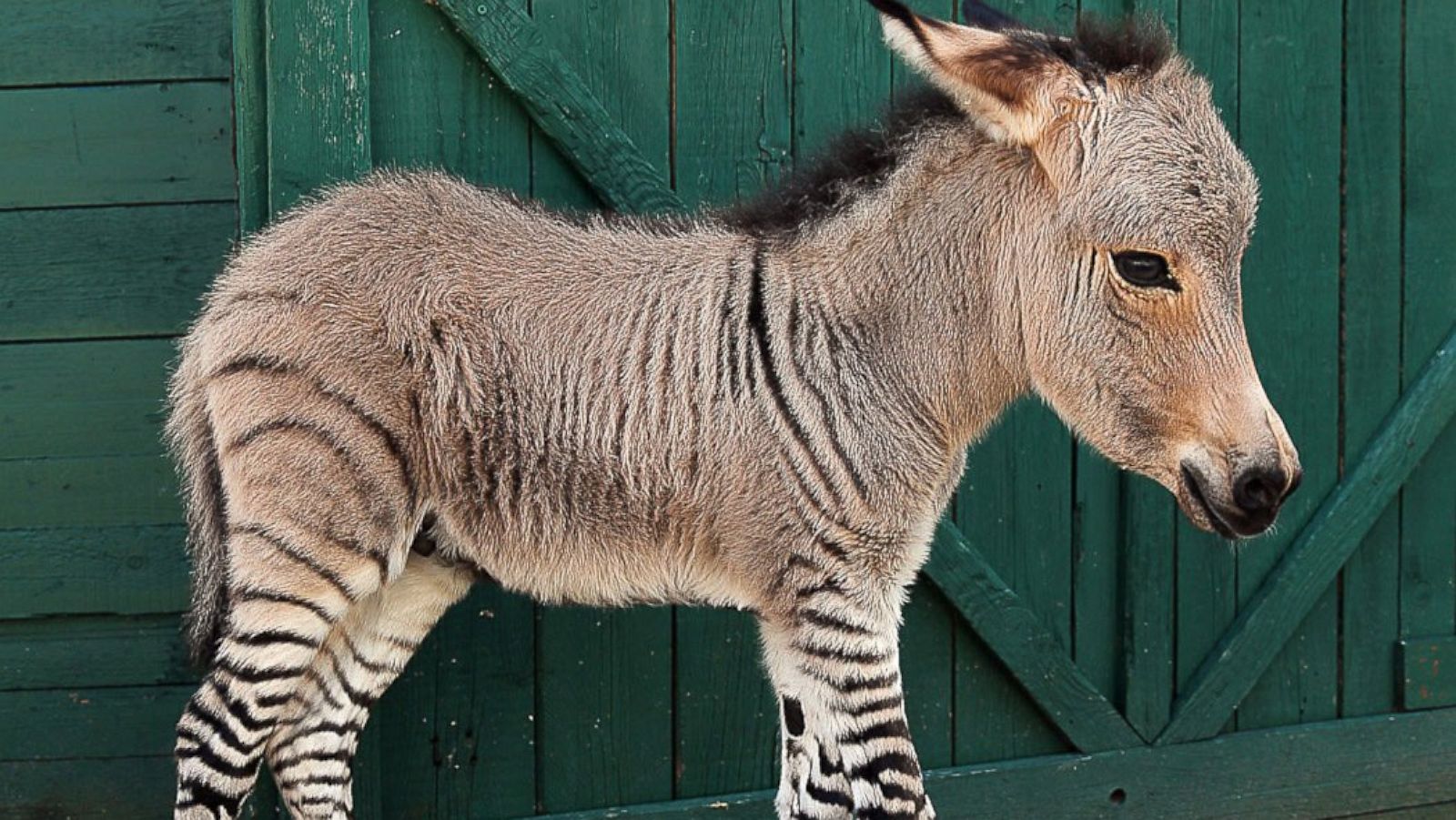 Zonkey