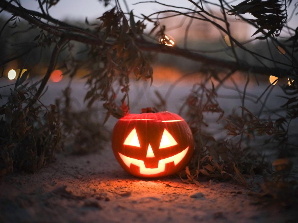 a pumpkin with lights under a small tree branch