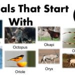 animal name start with O