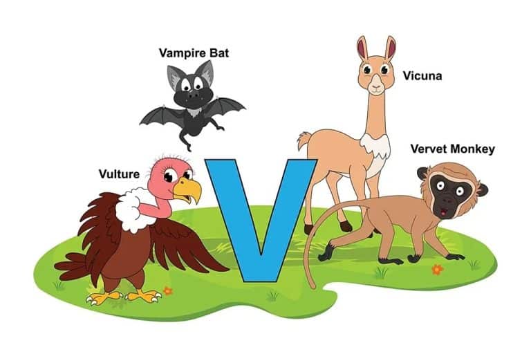 animals beginning with v