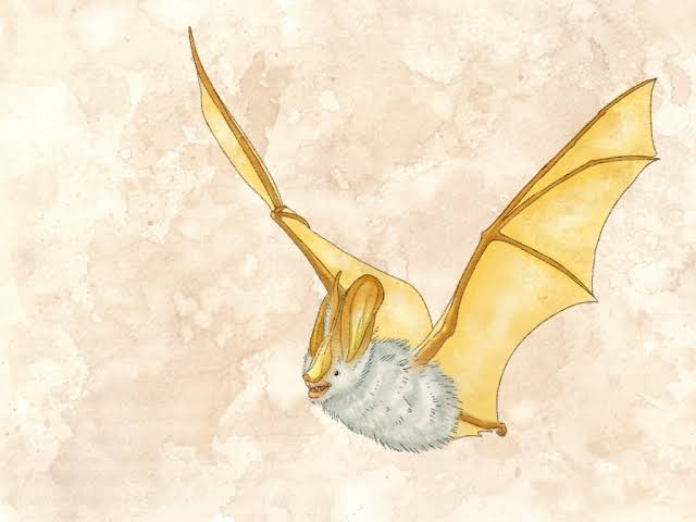 Yellow-Winged Bat