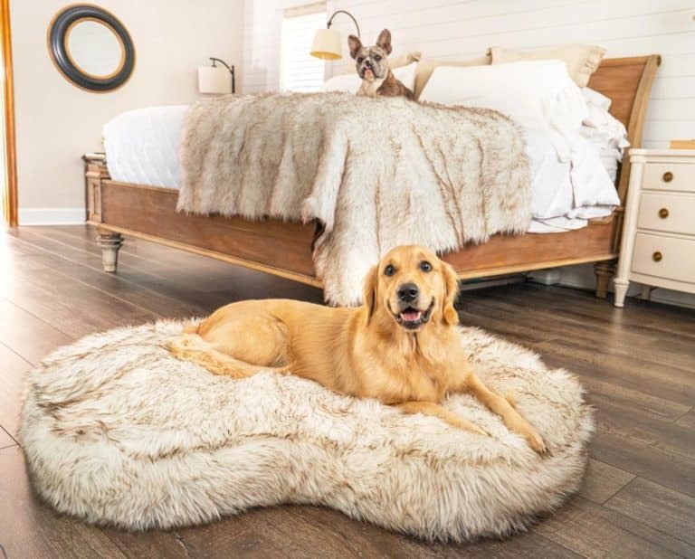 Dual-Purpose Delight: Pet Beds That Double as Chic Home Decor Pieces