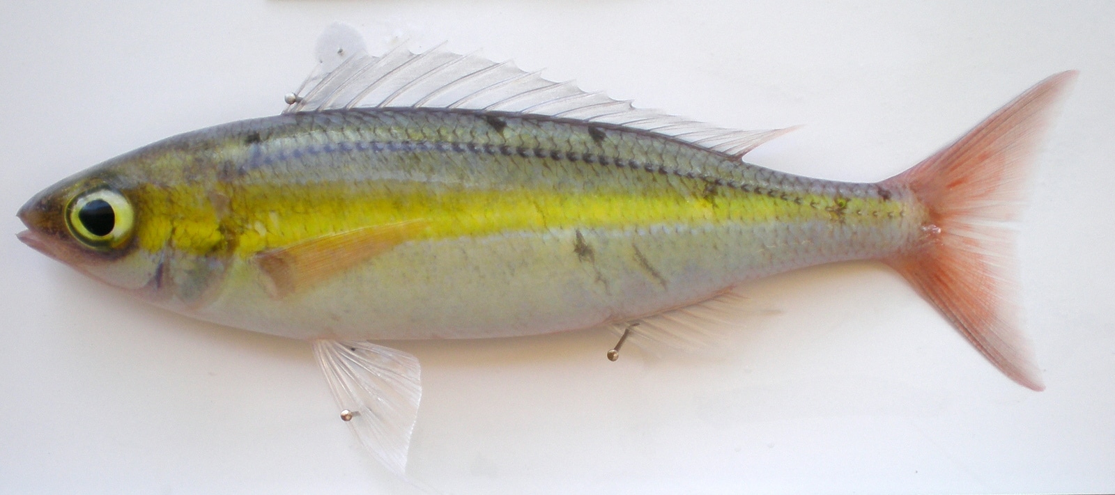 Yellowfin Whiptail