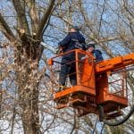 Don't Go Branching Out Alone: Benefits of Hiring Tree Removal Experts