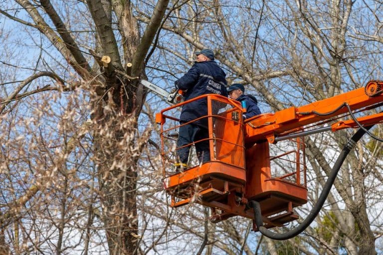 Don't Go Branching Out Alone: Benefits of Hiring Tree Removal Experts