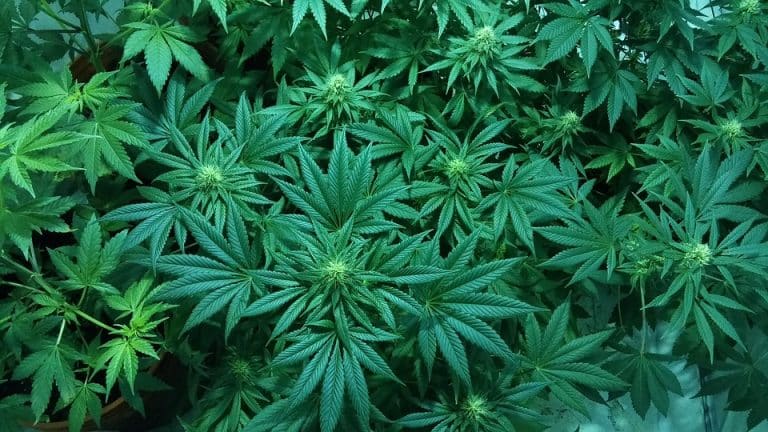 Decoding Florida's Cannabis Landscape: Your Go-To Manual