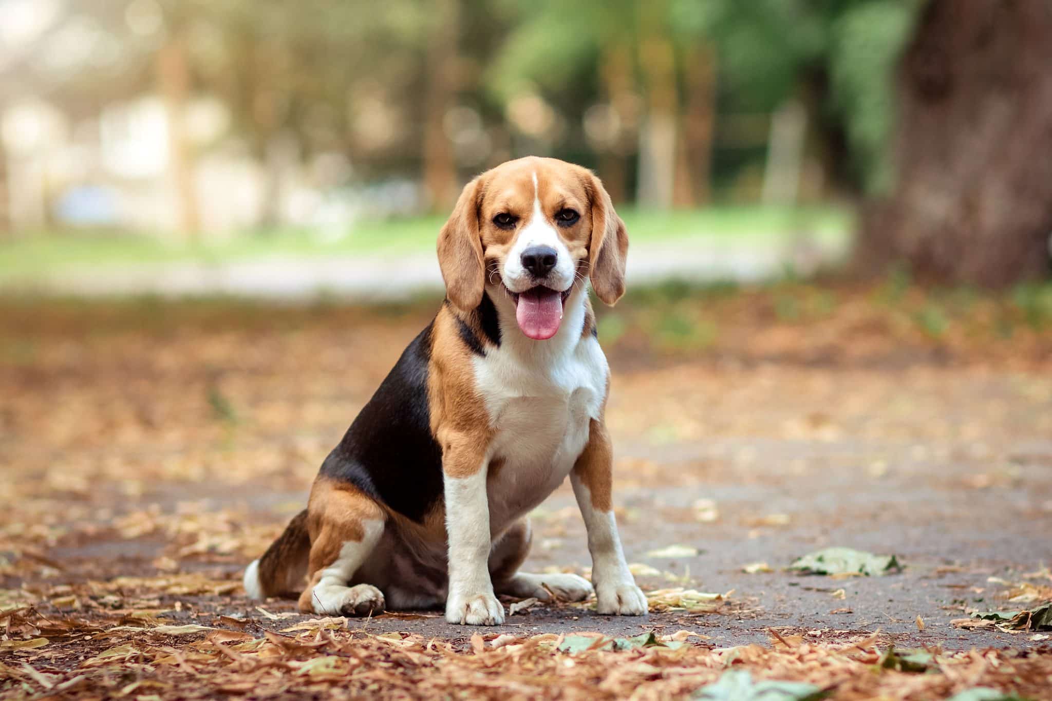 Beagle: The Small-Sized Bundle of Energy