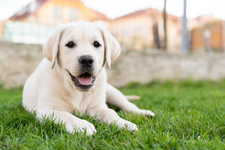 Labrador Retriever: The Classic Family Dog