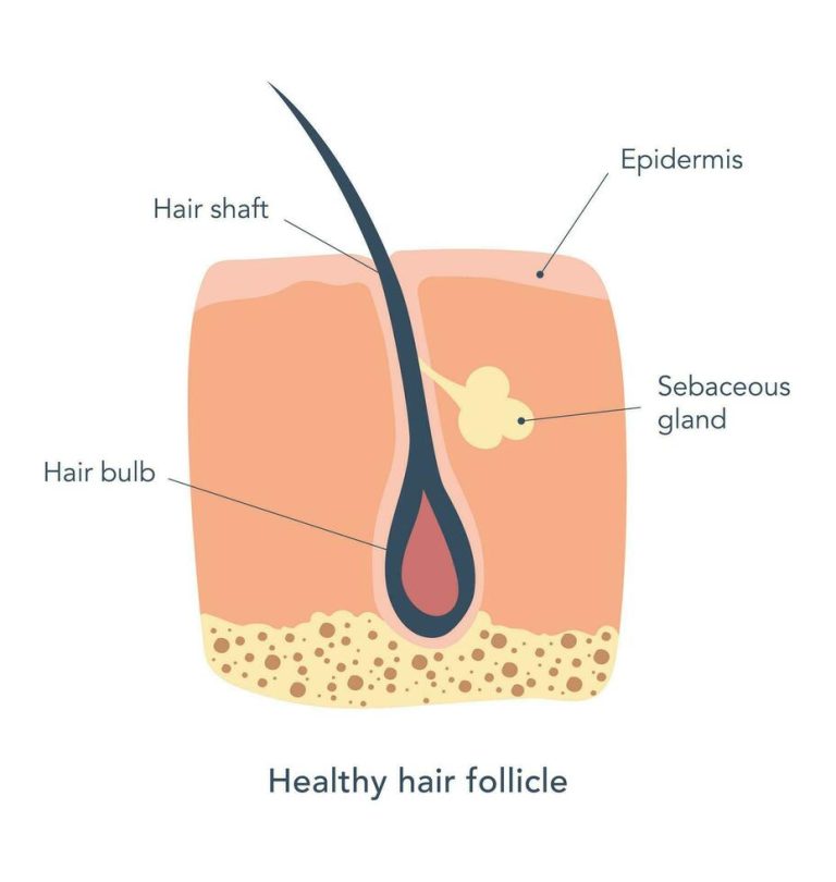 Understanding Hair Follicles: The Key to Hair Growth and Health