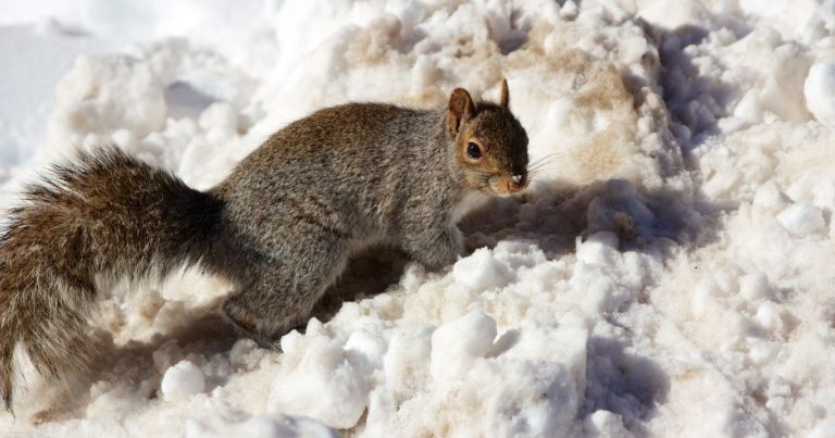 Winter Squirrels in Garden Safety for Kids: Essential Tips for a Safe Experience