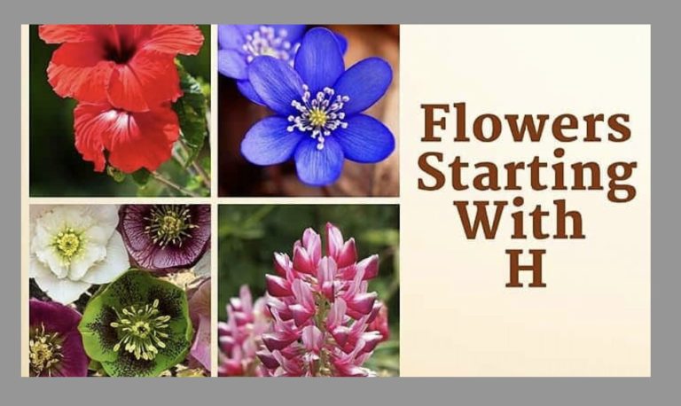 flowers that start with h