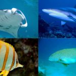 great barrier reef animals