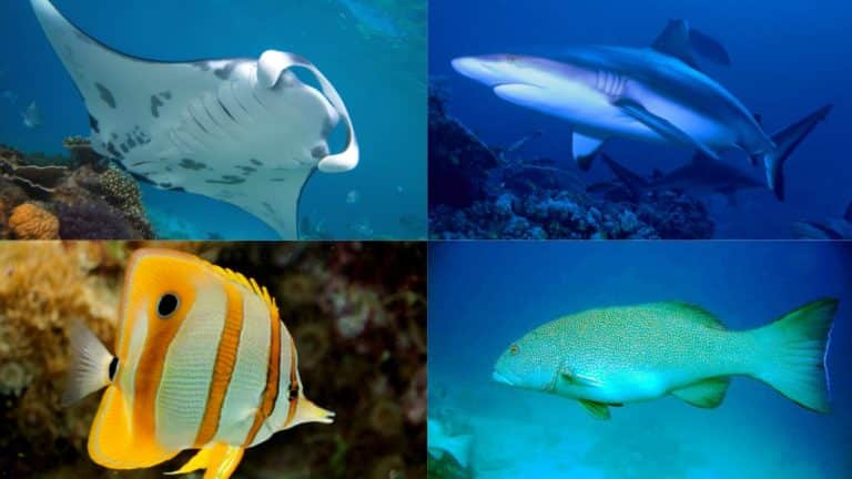 great barrier reef animals