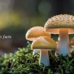 mushroom facts