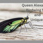 queen alexandra's birdwing size