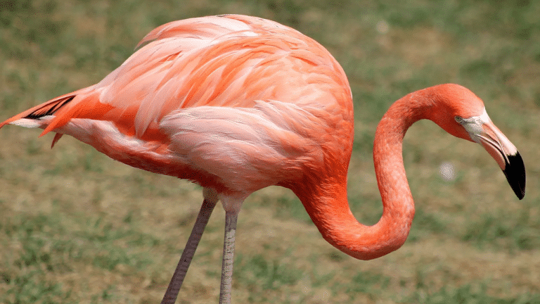 98 Flamingo Names for Your Feathered Friend