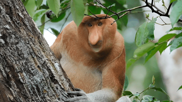 Interesting Proboscis Monkey Fun Facts And More