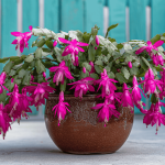 christmas cactus